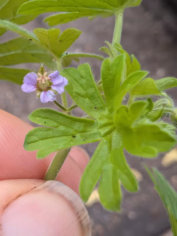 Small-flowered crane's-bill