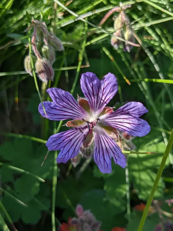 Geranium renardii