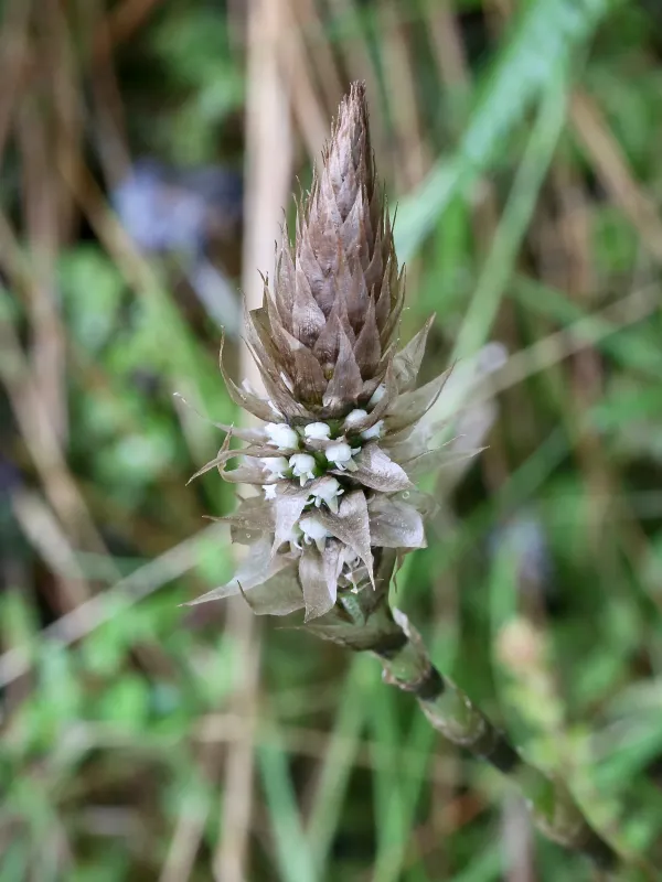 Aa argyrolepis