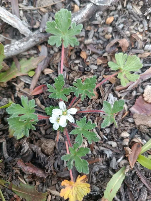 Geranium sessiliflorum