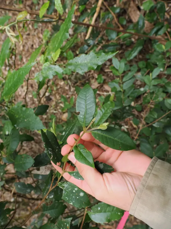 Lenwebbia prominens
