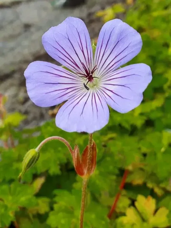 Shikoku-Wallich geranium