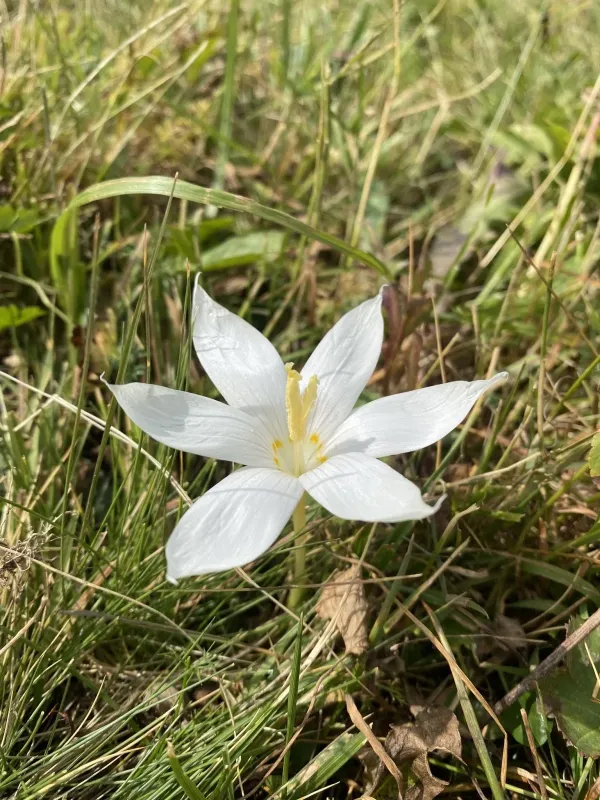 Valley saffron