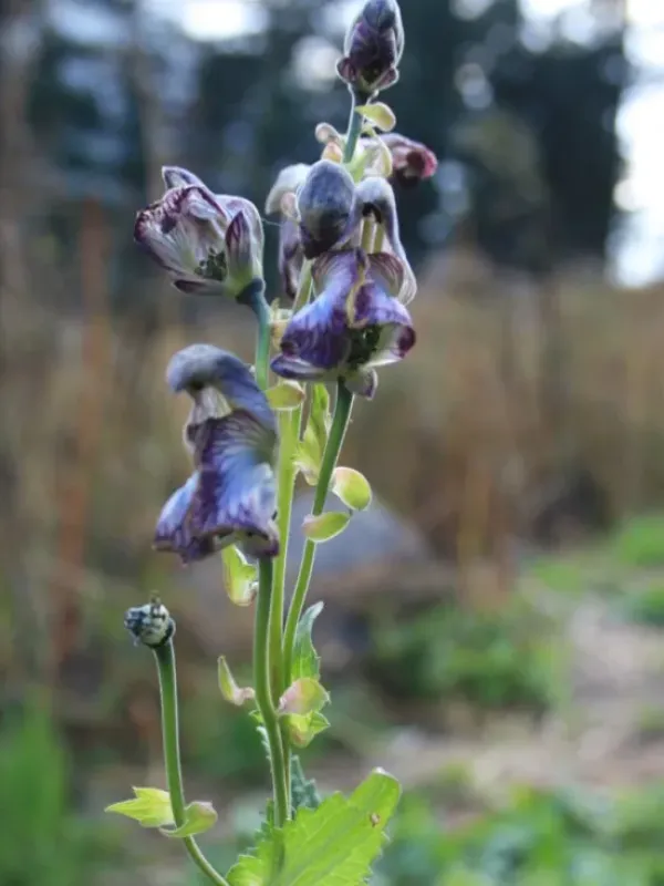Aconitum heterophylloides