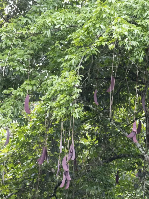 Eperua falcata