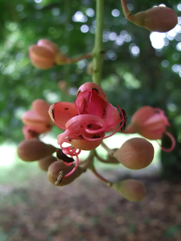 Eperua purpurea