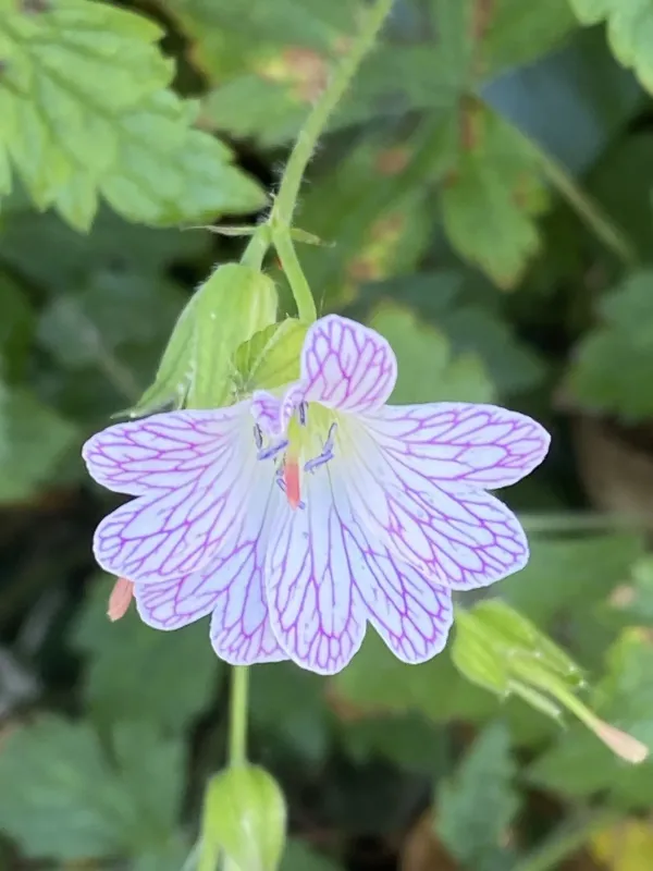 Pencilled geranium