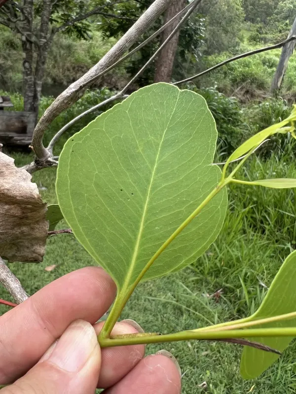 Eucalyptus platyphylla