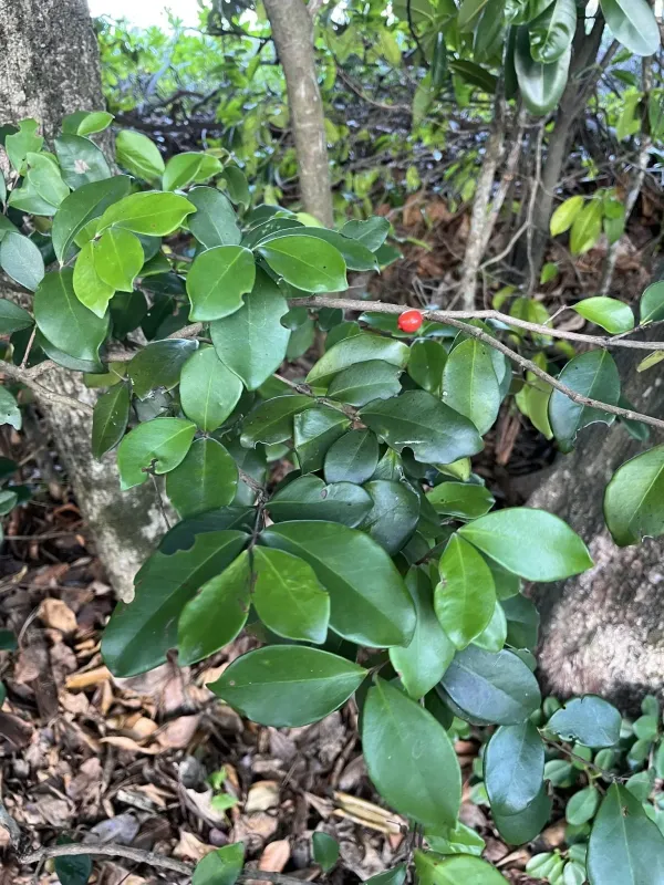 Eugenia reinwardtiana