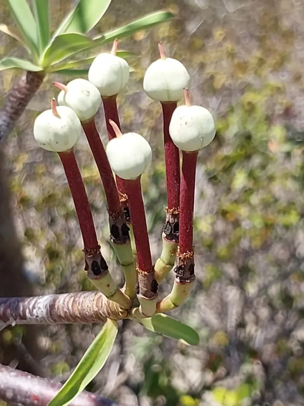 Euphorbia gymnonota