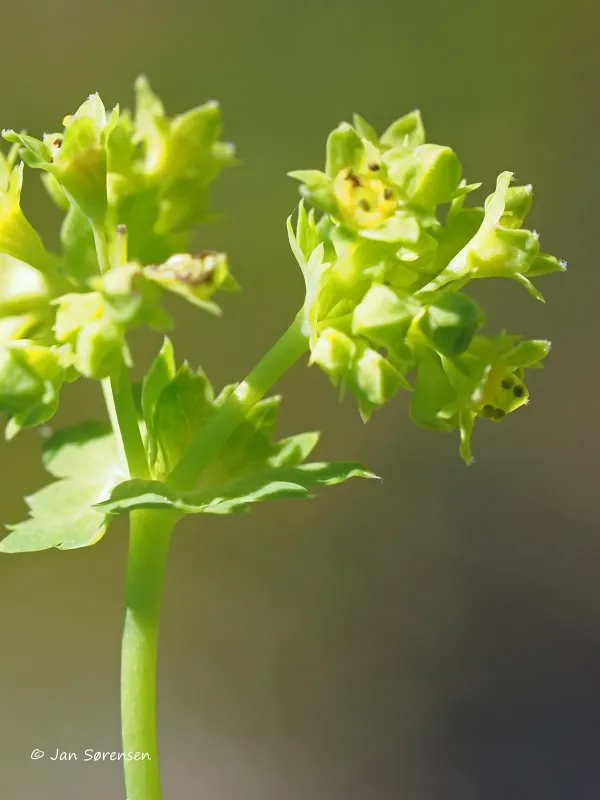 Murbeck's lady's-mantle