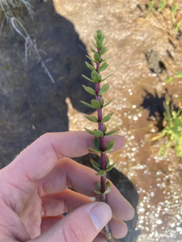 Four-leaf mare's tail