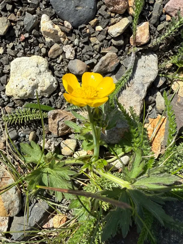 Subarctic buttercup