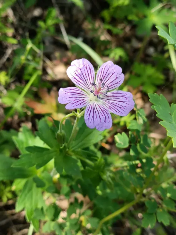 Wlassov's cranesbill