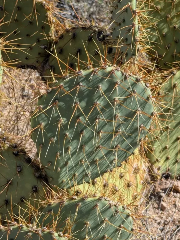 Opuntia martiniana