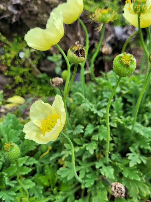 Miyabe poppy