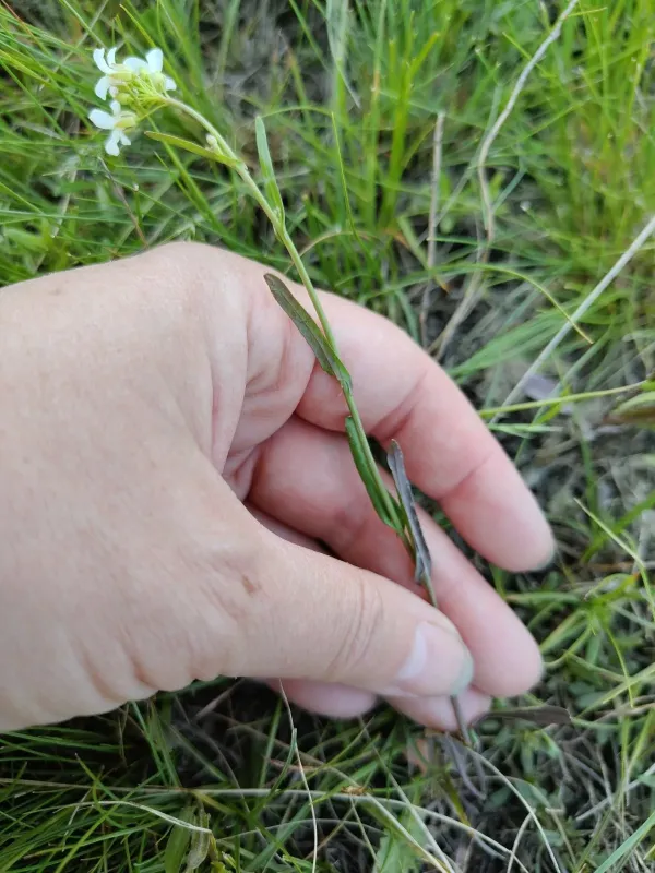 Pseudoarabidopsis toxophylla