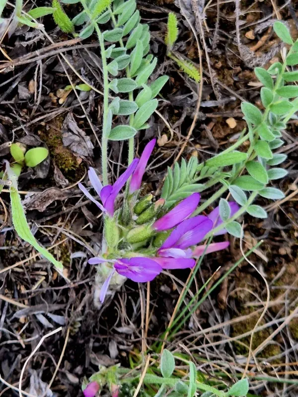 Rock milkvetch