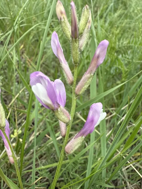 Astragalus macropus