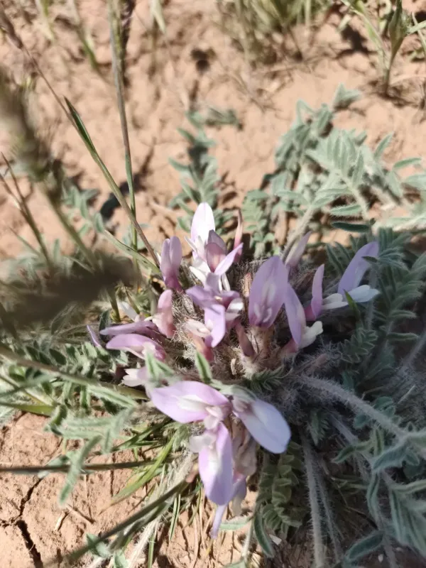 Long-leaved milkvetch