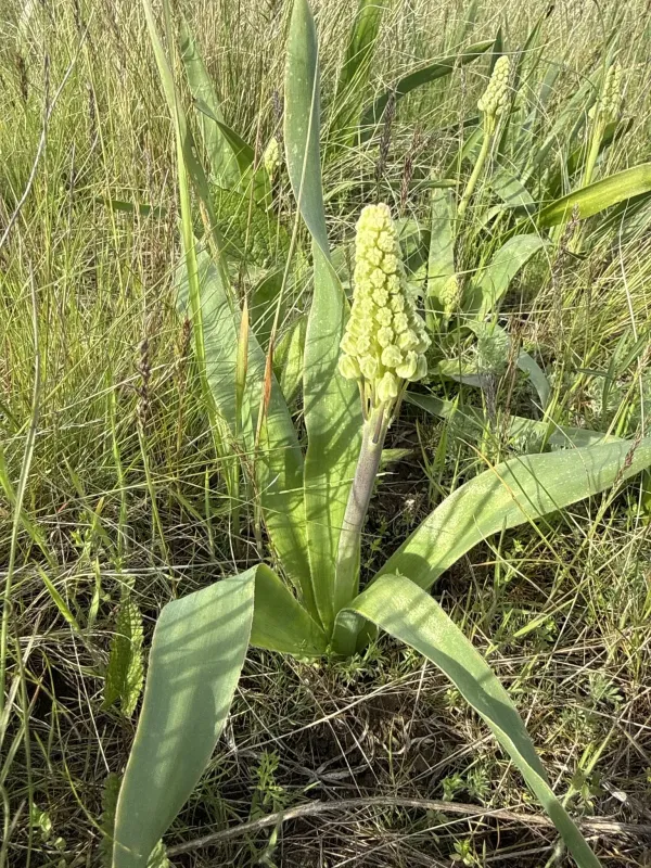 Bellevalia speciosa