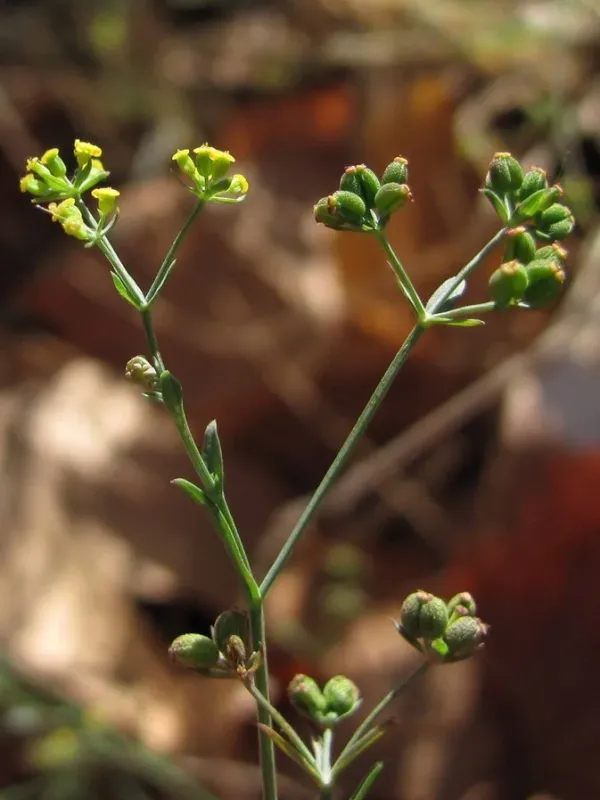 Bupleurum marschallianum