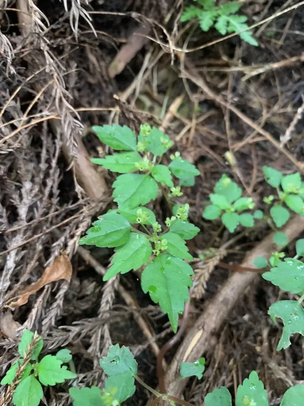 Achudemia japonica