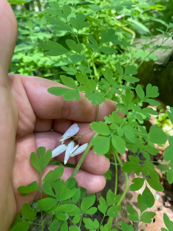 Adlumia fungosa