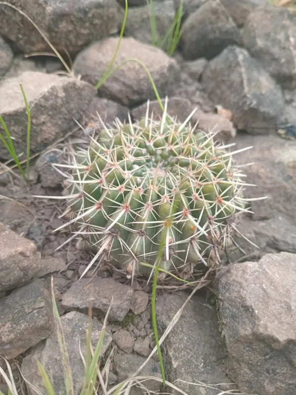 Notocactus mammulosus