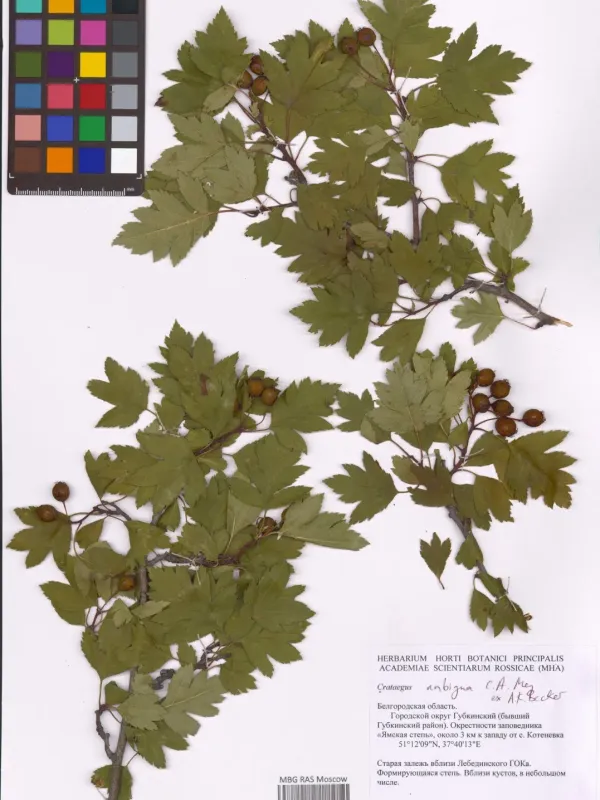 Russian hawthorn