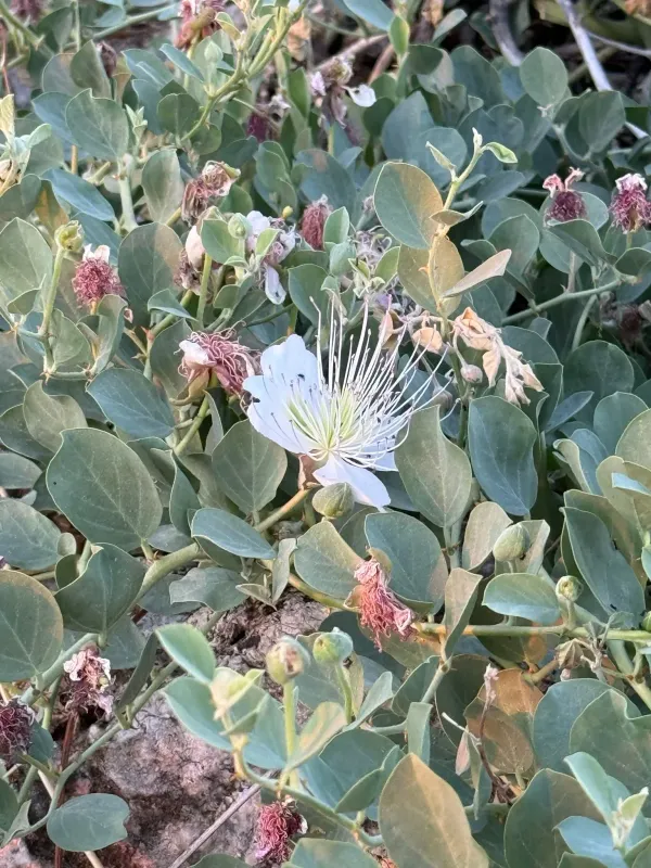 Sicilian caper