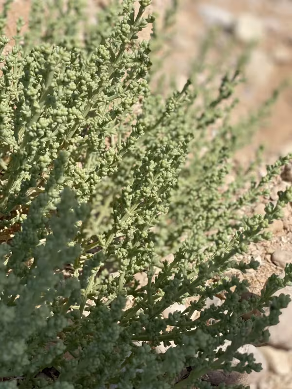 Anabasis setifera