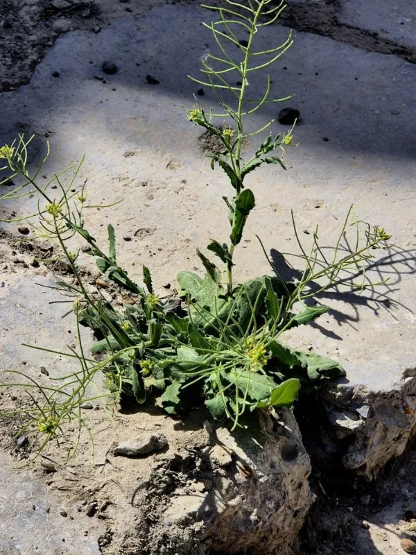 Olimarabidopsis pumila