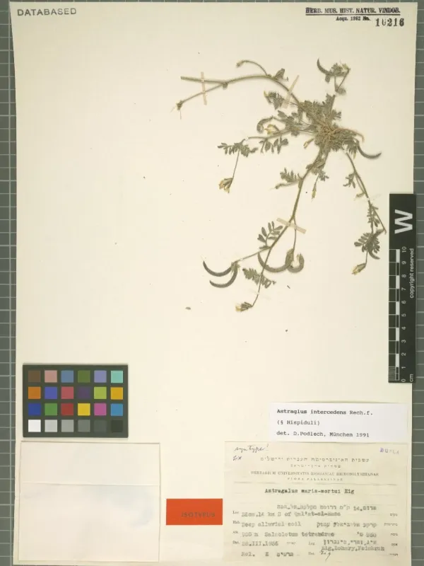 Astragalus intercedens
