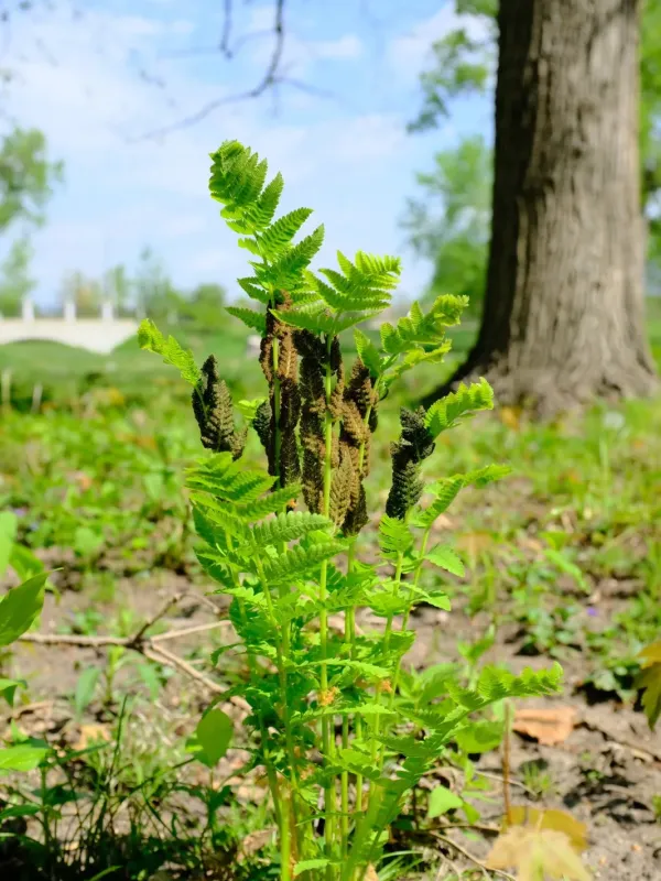 Interrupted fern
