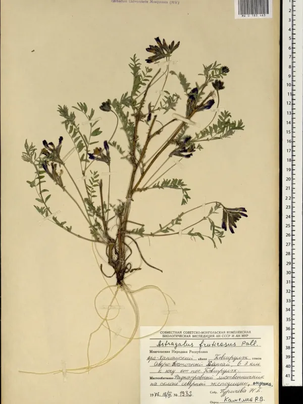 Shrubby milkvetch
