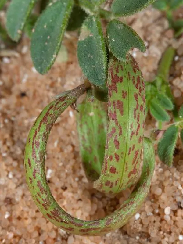 Astragalus annularis
