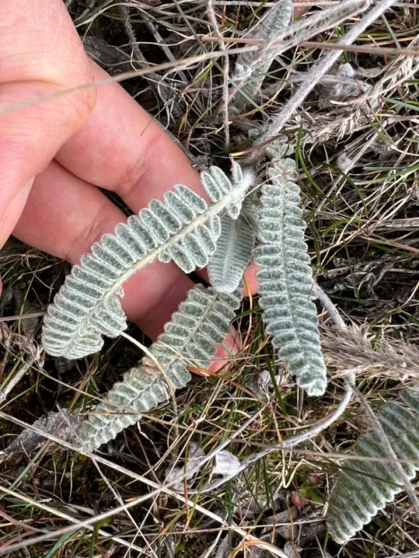 Chalk milkvetch