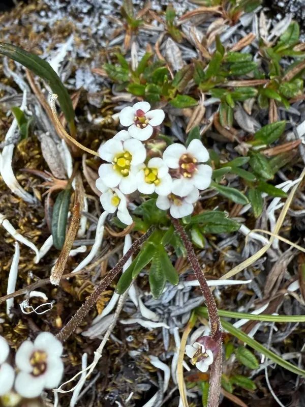 White arctic whitlow-grass