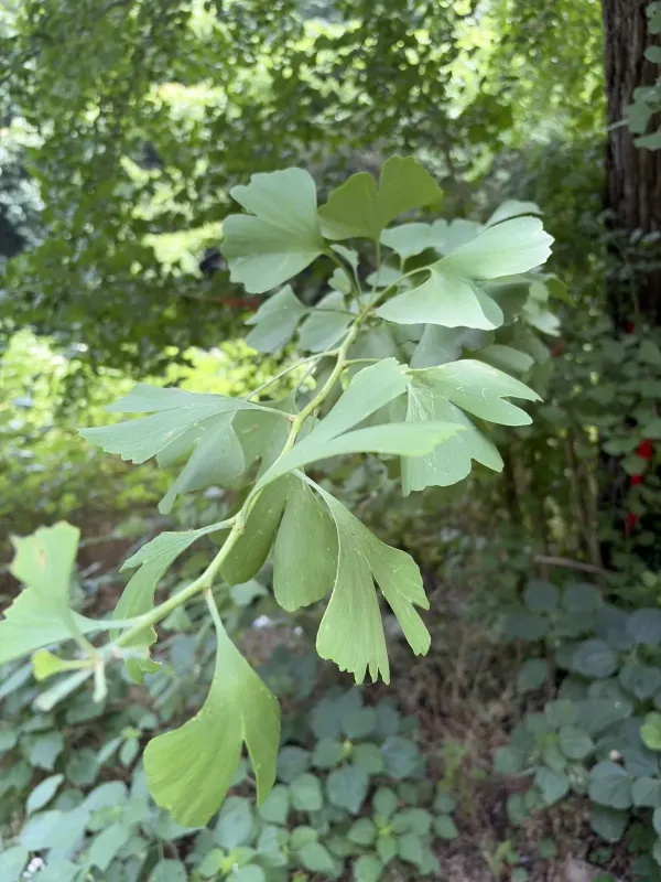 Ginkgo