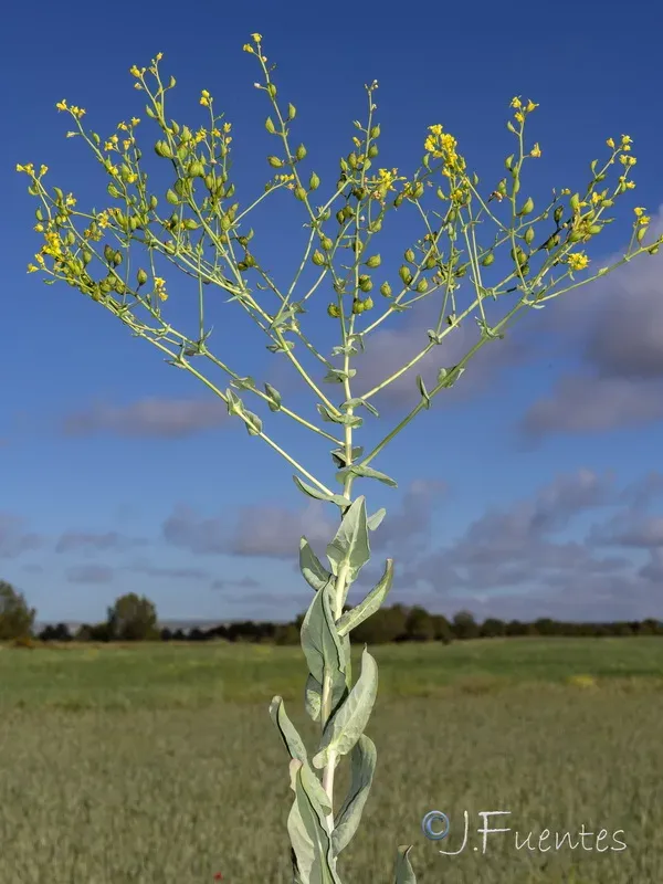 Boreava aptera