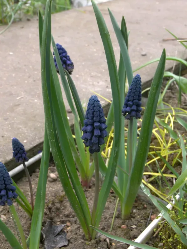 Bellevalia densiflora