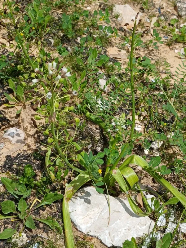 Bellevalia macrobotrys