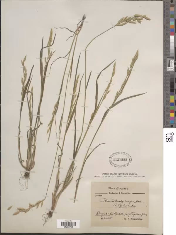 Tiger brome