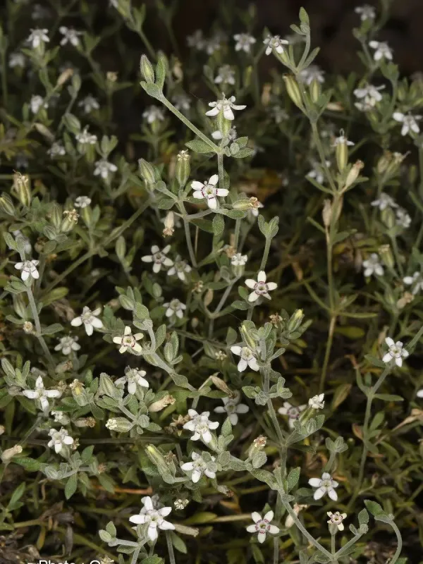 Bolanthus filicaulis