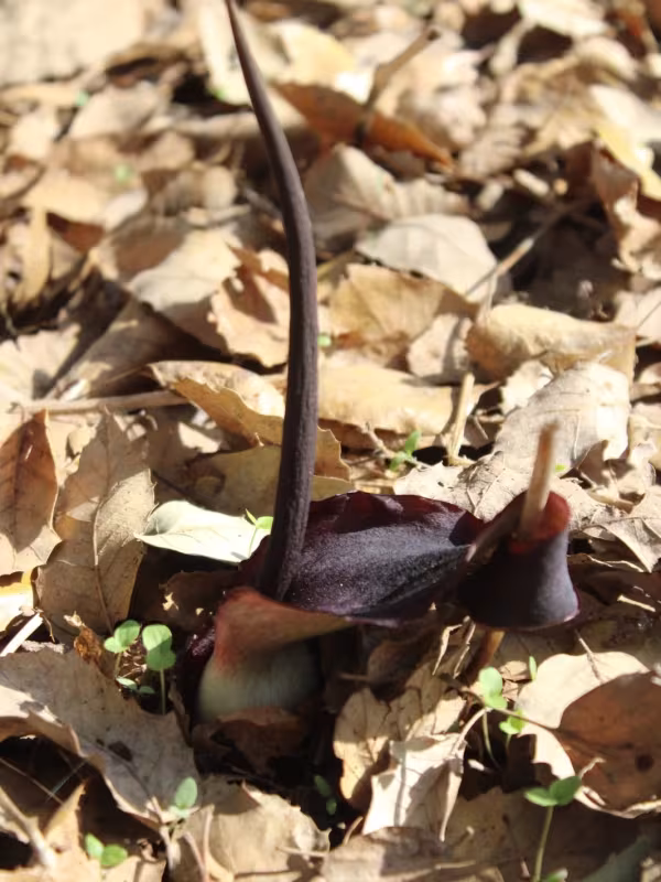 Biarum pyrami