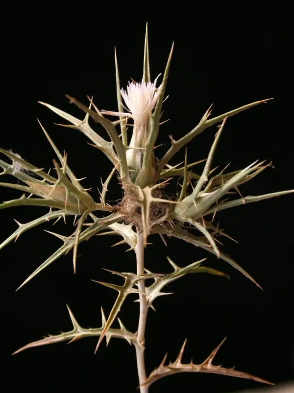 Safflower