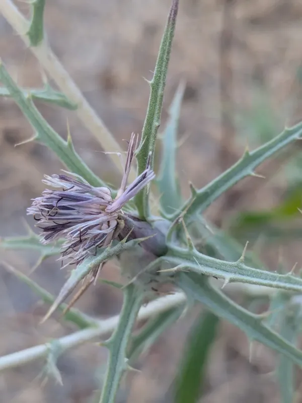 Thin-leaved safflower