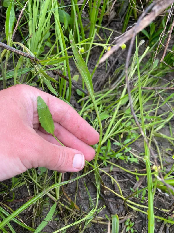 Spearwort
