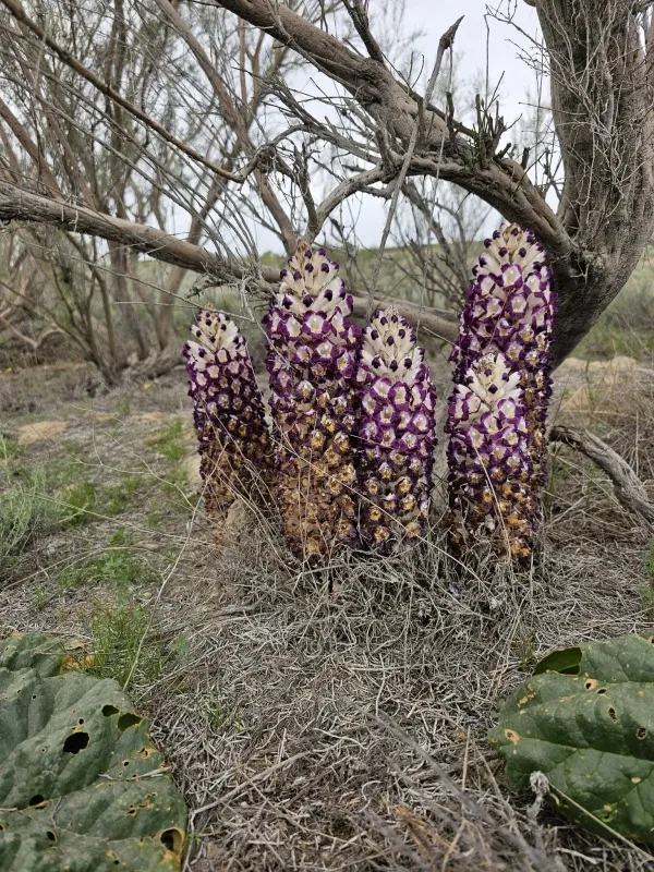 Cistanche salsa